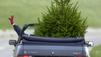 So transportieren Sie den Baum richtig