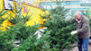 Tipps rund um den Christbaum