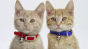 IQ-Test: Wie clever ist die Katze?