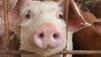 Schweine lebendig im Schnee begraben