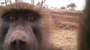 Tiere im Selfie-Fieber