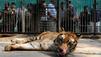 Massenpanik: Tiger aus Zoo ausgebrochen