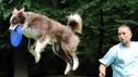 Die besten Tipps der Hundeerziehung