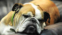 Test: Wie clever ist Ihr Hund?