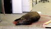 Hamburg: Wildschwein-Alarm in U-Bahn