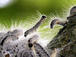 Was sind das f&uuml;r Tiere?