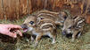 Wildes Tierbaby gefunden - und jetzt?