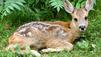 Tierbaby gefunden - was tun?