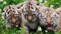 "Tigerbabys für die Zucht ungeeignet"