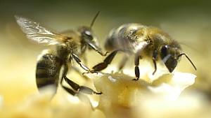 Erste Hilfe nach Bienen- und Wespenstichen Bei Komplikationen sofort zum Arzt