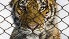 Kanada: Tiger aus Zirkus geklaut