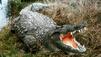 Zwei Krokodile an der Ruhr gesichtet