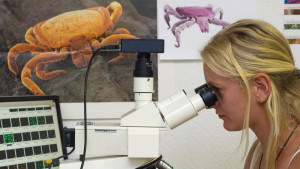 Was ist eigentlich Borreliose? Borelliose