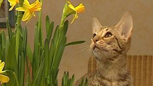 Diese Pflanzen sind f&uuml;r Tiere tabu