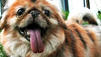 Chinesen machen Hunde zu Tigern und Pandas