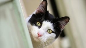 &bdquo;Verspielt wie eine Katze&ldquo;