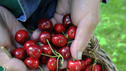 Mit diesen Tricks erkennen Sie Frische