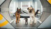'Cats & Dogs 2&rsquo;: Lahmer Chaos-Bond auf vier Pfoten