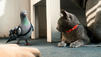 'Cats & Dogs 2': Lahmer Chaos-Bond auf vier Pfoten