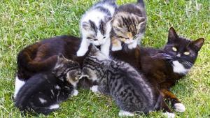 M&uuml;ssen alle Katzen kastriert werden?