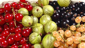 Kleine Fr&uuml;chte, gro&szlig;e Wirkung