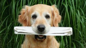 Lustige Tiergeschichten und News