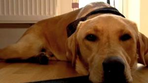 Der Hundeprofi: Folge 5: Fall 'Sam' und Fall 'Funny'