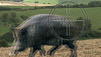Wildschweinplage: Muss die Bundeswehr ausr&uuml;cken?