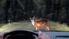 Vorsicht Wildwechsel