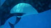 Orca Catina wird zum siebten Mal Mama