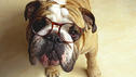 IQ-Test: Wie schlau ist Ihr Hund?
