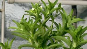 Stevia, der Wunder-Süßstoff Stevia: Süßer als Zucker