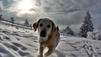 Wintertipps f&uuml;r Hund, Katze Maus
