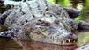 Krokodil w&auml;hlt 14-J&auml;hrigen als Beute