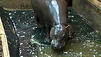 Mini-Hippo ist Star in Schweden