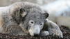 Sorge um Knut: Kult-B&auml;r &auml;ngstlich und verschreckt