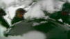 Snowboarder filmt seinen Beinahe-Tod