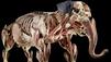 K&ouml;rperwelten der Tiere: Diese Ausstellung geht unter die Haut