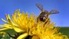 Pollen: Woher kommt der gelbe Staub?
