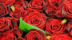 Spritzgifte: Zum Muttertag lieber keine Rosen