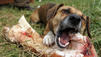 Kampfhunde: So ist die Gesetzeslage