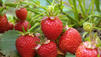 So sichern Sie sich die besten Erdbeeren!