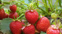Daran erkennen Sie frische Erdbeeren!