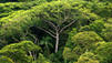 Brasilien: Der Regenwald stirbt