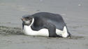Kaiserpinguin 'Luckyfeet' hat Sand gefressen
