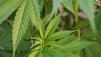 Mexiko: Riesige Hanfplantage entdeckt