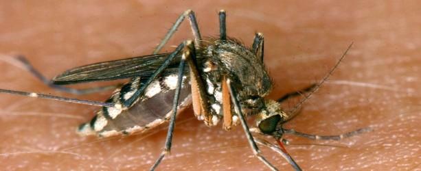 Mücken: Stechen echt nur die Weibchen? Mücken-Mythen aufgeklärt