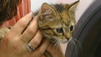 Katzenbaby &uuml;berlebt Vollwaschgang