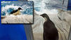 Happy Feet ist auf dem Weg nach Hause