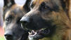 Hunde von Rocker-Boss fallen Menschen an